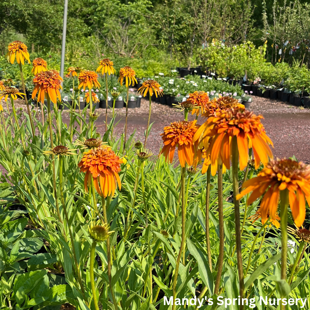 Marmalade Coneflower | Echinacea x hybrida