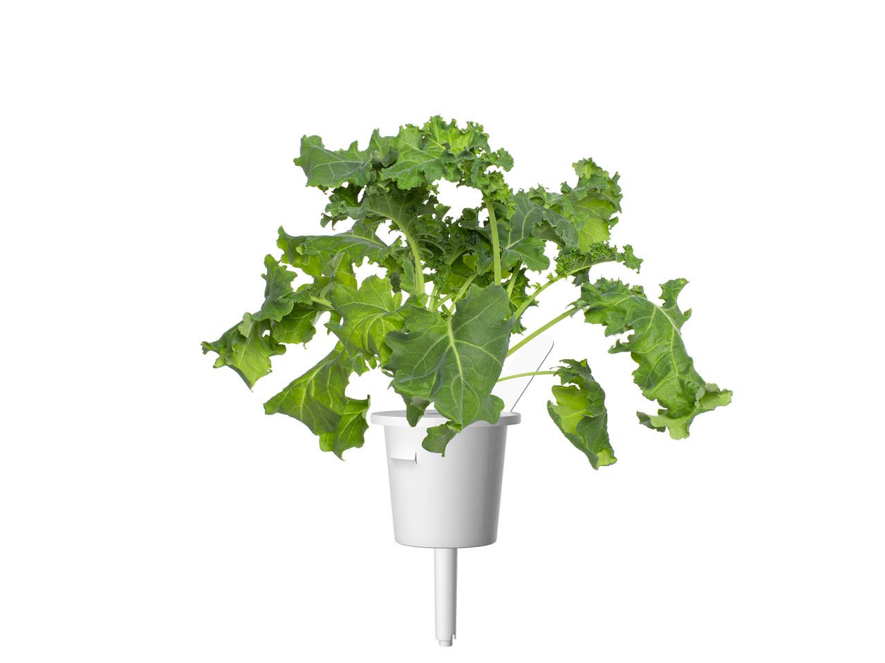 Green Kale Plant Pods 9-pack
