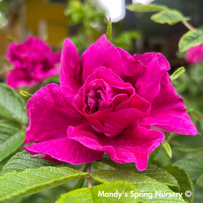 Lotty's Love Rugosa Rose | Rosa rugosa