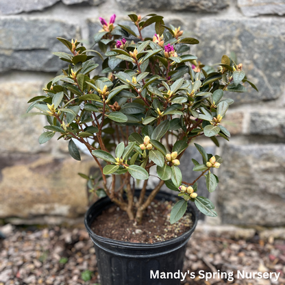 'PJM Elite' Rhododendron | Rhododendron
