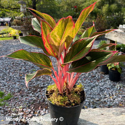 Lucky Plant' | Aglaonema
