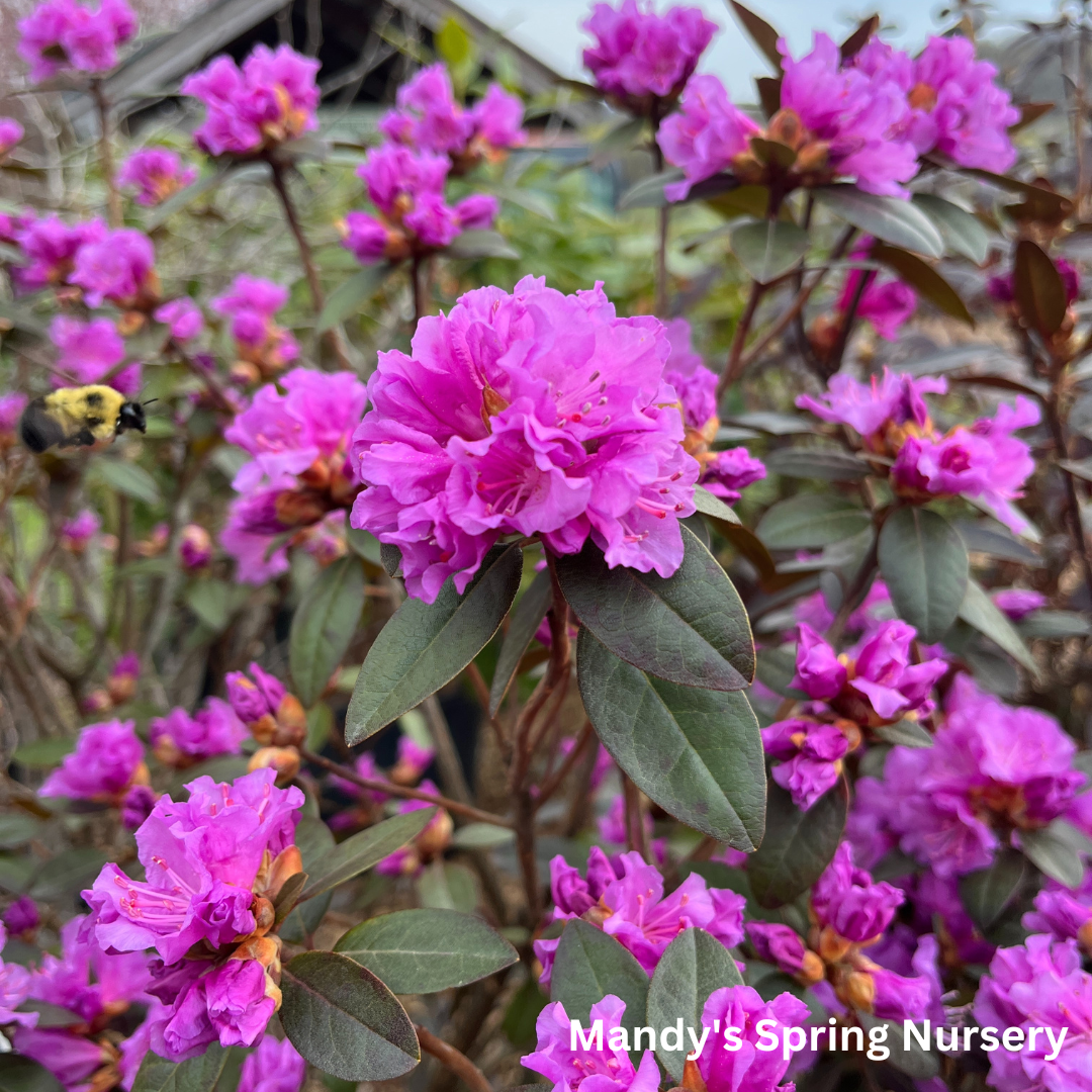 'PJM Elite' Rhododendron | Rhododendron