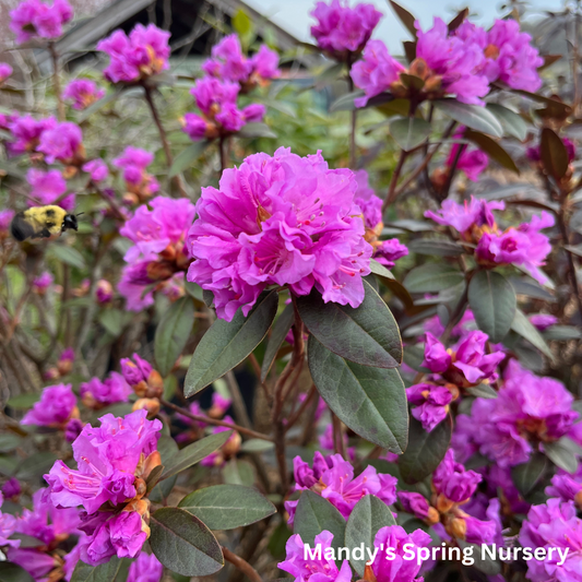 PJM Elite' Rhododendron | Rhododendron