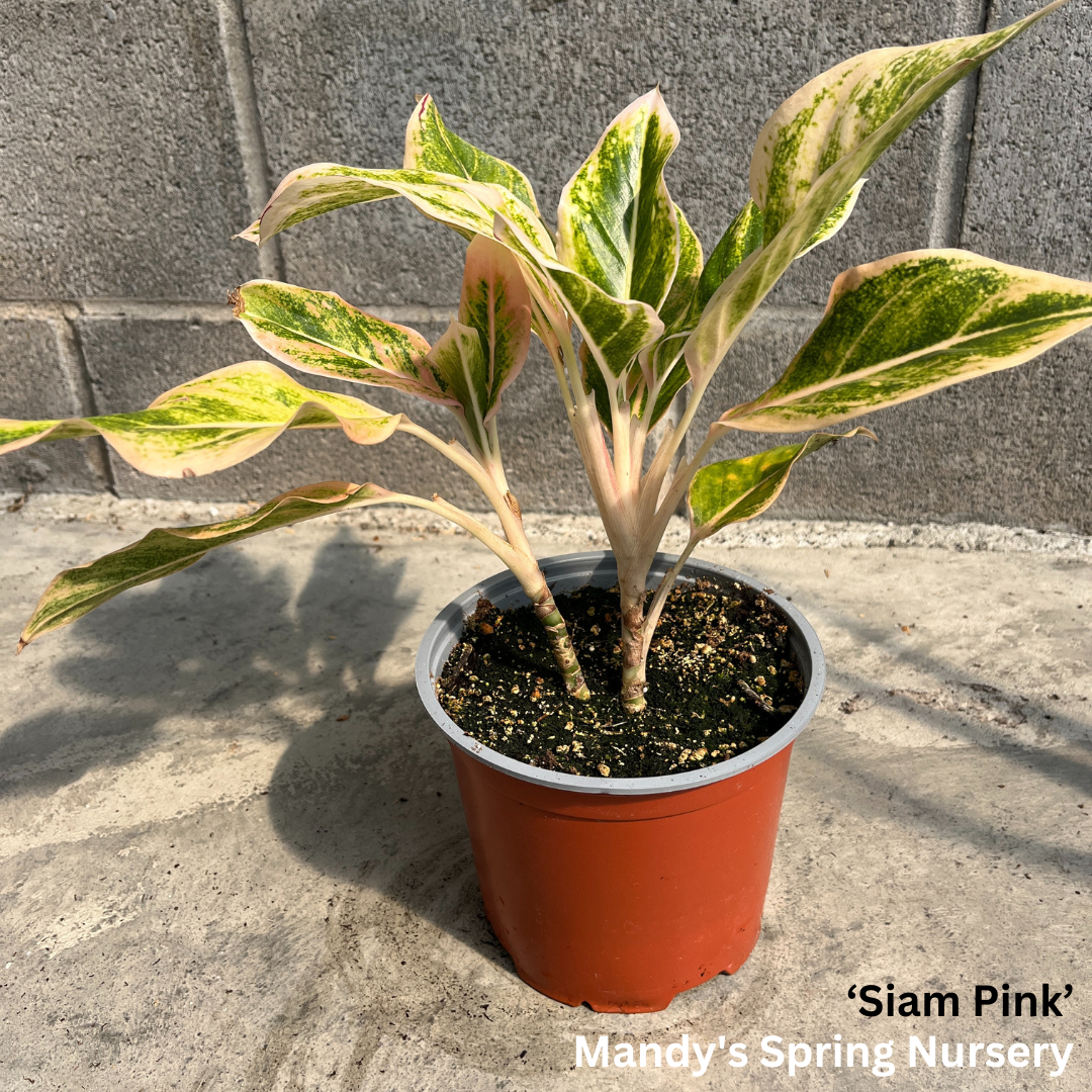 Lucky Plant' | Aglaonema