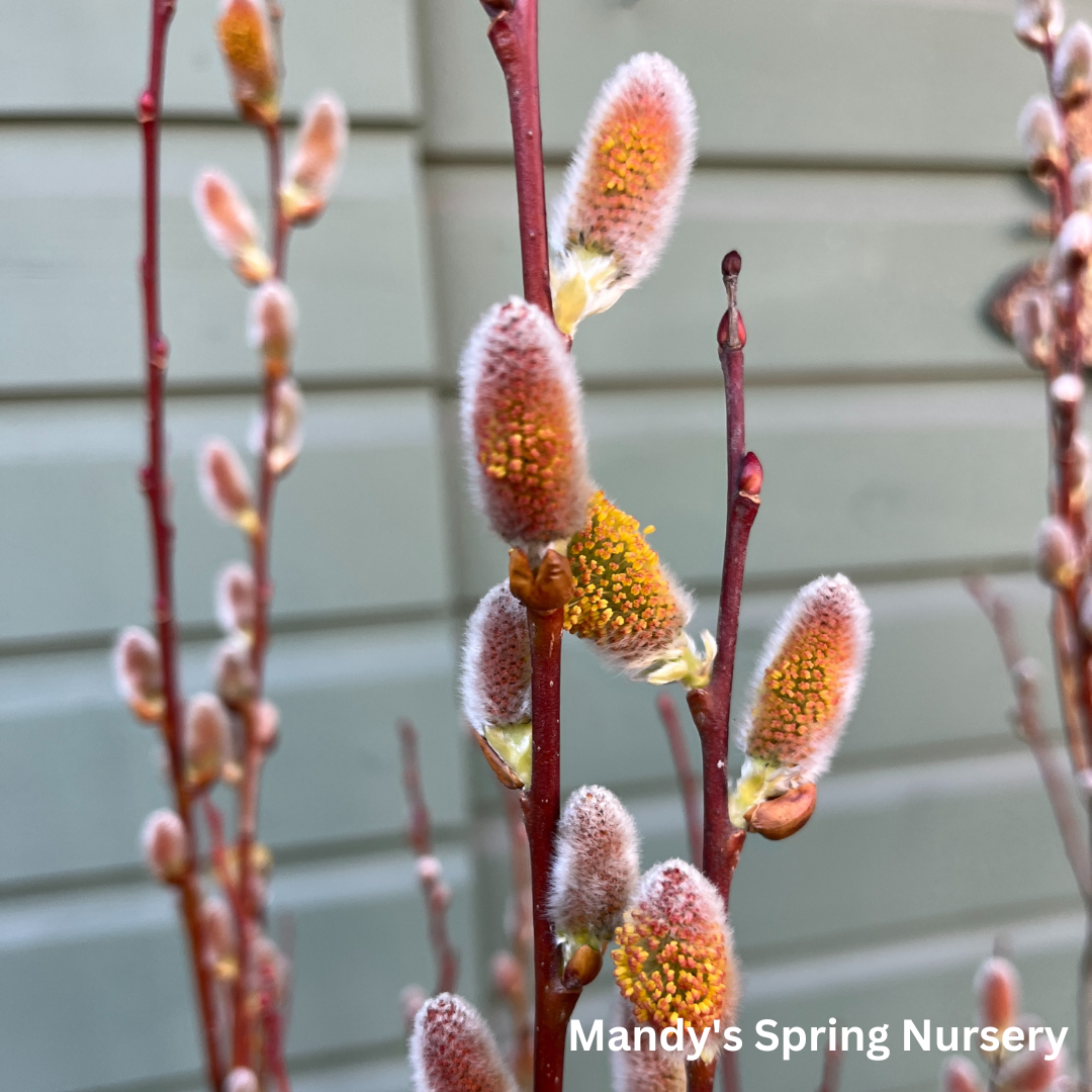 Pussy Willow | Salix discolor