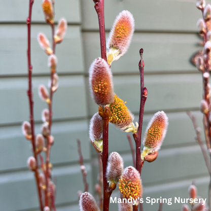 Pussy Willow | Salix discolor