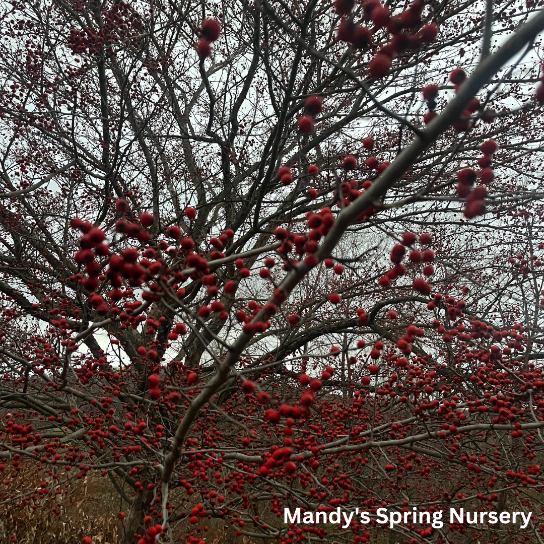 Winter King Hawthorn | Crataegus viridis 'Winter King'