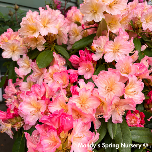 'Percy Wiseman' Rhododendron