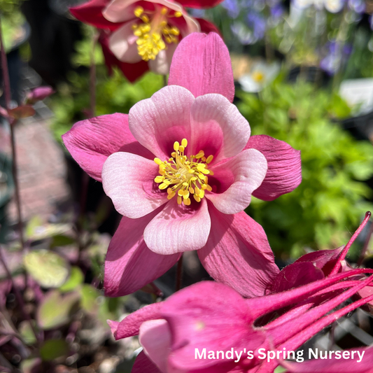 KIRIGAMI™ Mix Columbine | Aquilegia