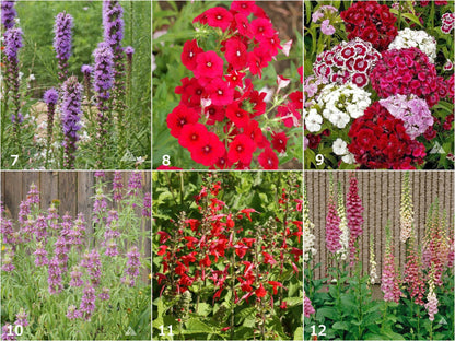 Scatter Garden | Hummingbird | Best Seller | Bird lovers