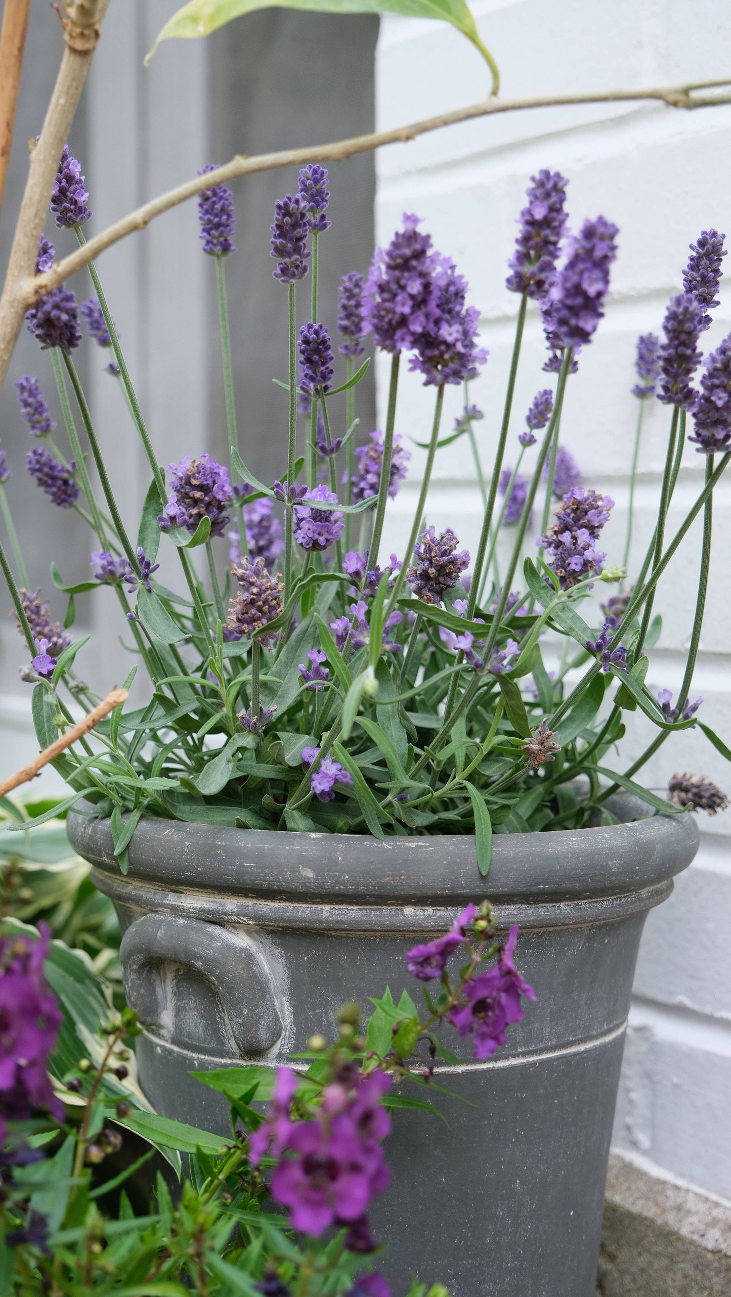 Provence Cachepot #8 - Set of 2