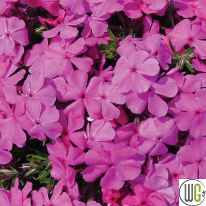 'Drummond's Pink' Creeping Phlox | Phlox subulata