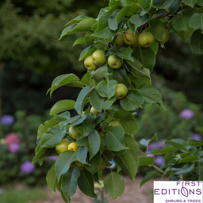 Tawara Asian Pear | Pyrus