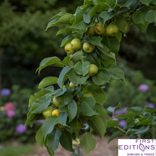 Tawara Asian Pear | Pyrus