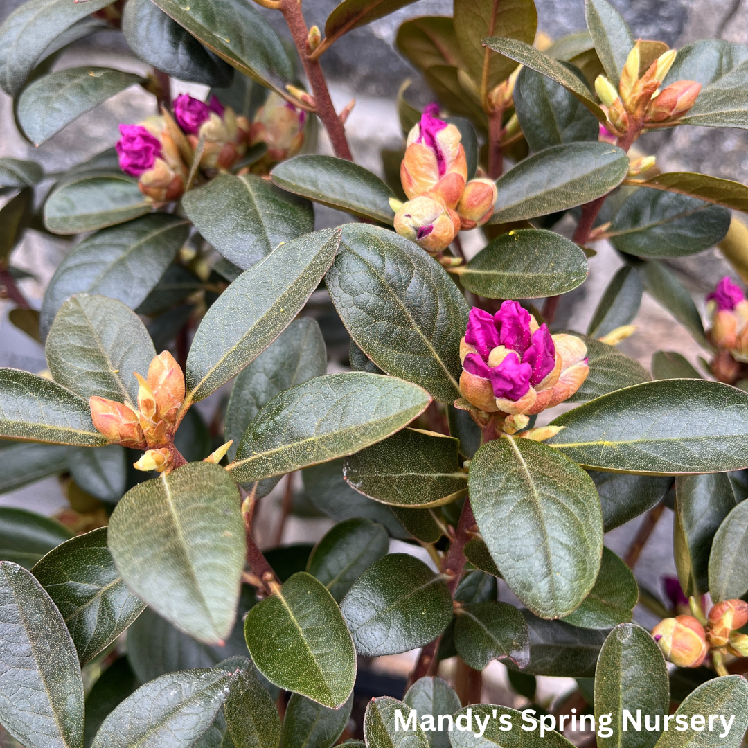 'PJM Elite' Rhododendron | Rhododendron