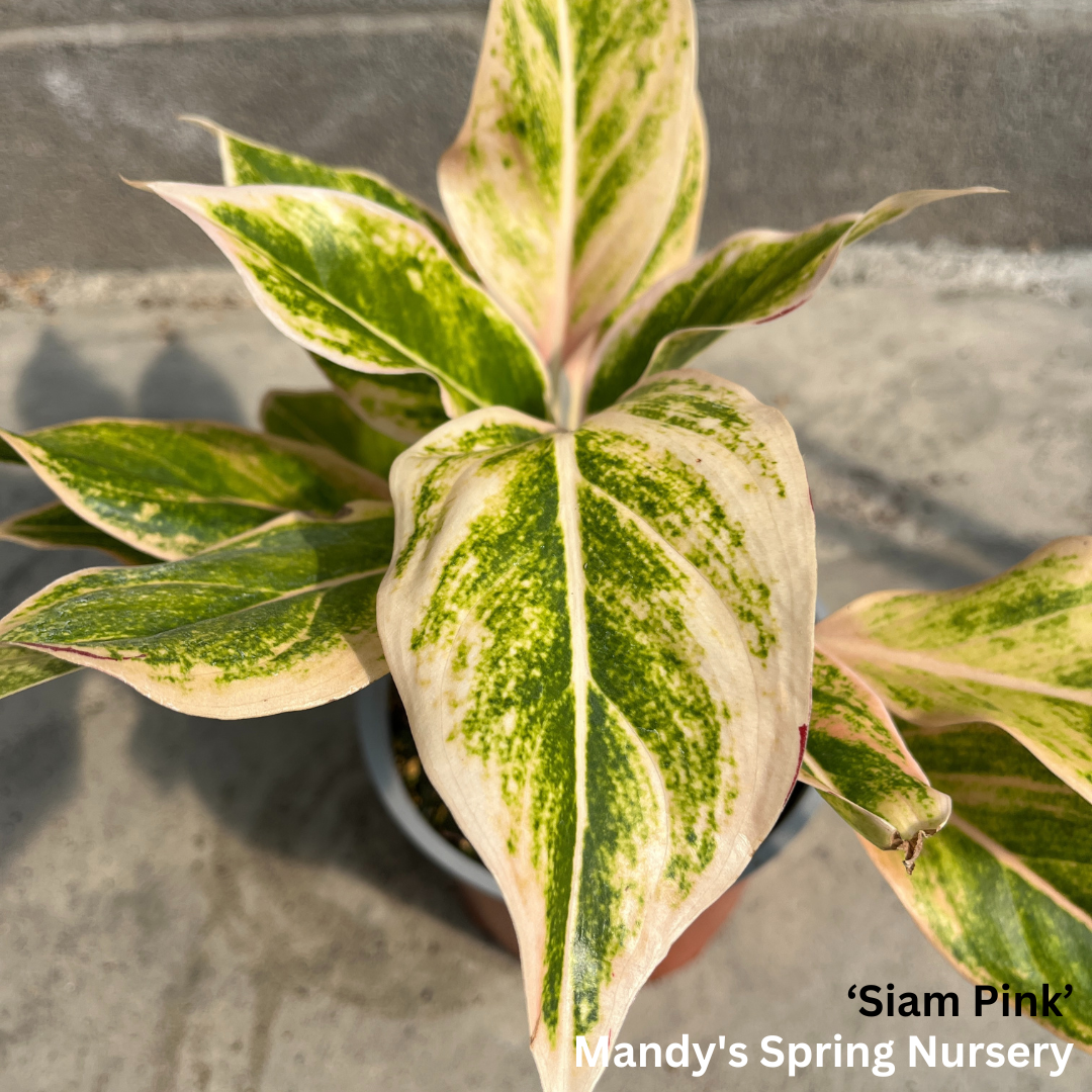Lucky Plant' | Aglaonema