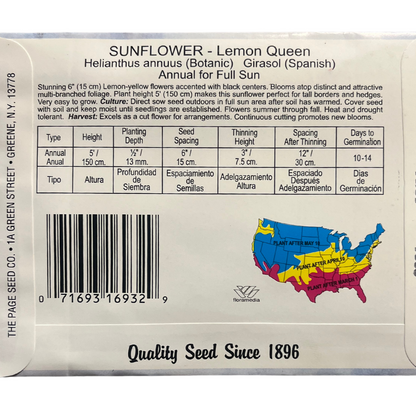 Sunflower - Lemon Queen Seeds