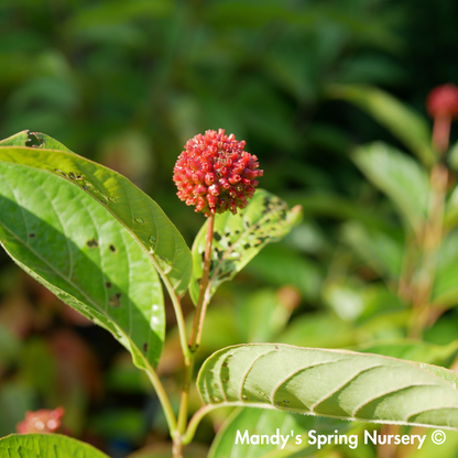 'Crimson Comet' Buttonbush | Cephalanthus occidentalis