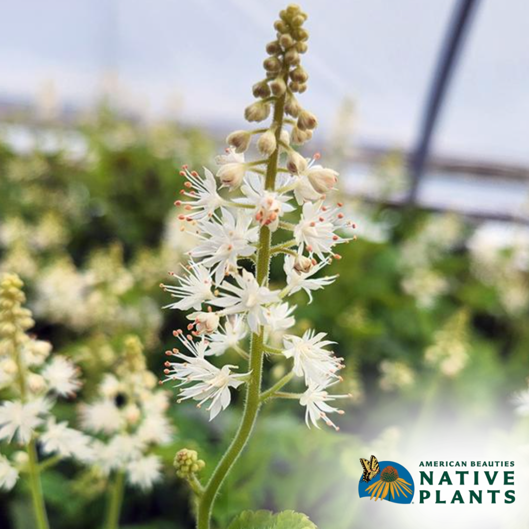 Running Tapestry Foam Flower | Tiarella cordifolia