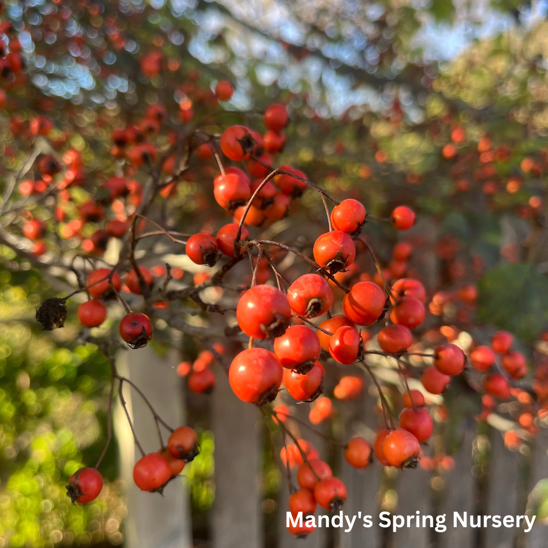 Winter King Hawthorn | Crataegus viridis 'Winter King'