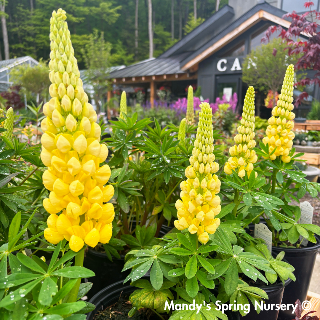 Westcountry™ 'Desert Sun' Lupine | Lupinus polyphyllus