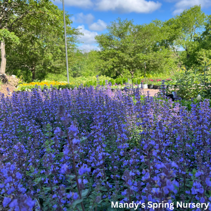 Purrsian Blue Catmint | Nepeta faassenii 'Purrsian Blue'