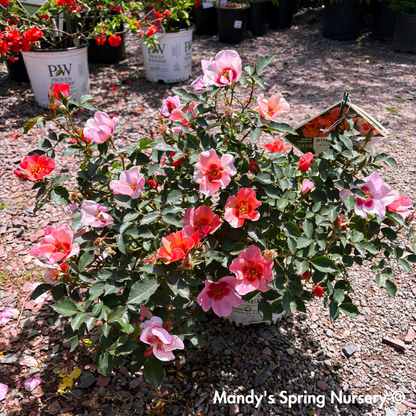 'Ringo All Star' Rose | Rosa