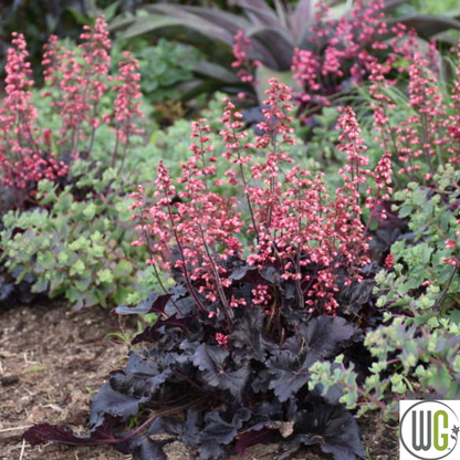 'Timeless Night' Coral Bells | Heuchera