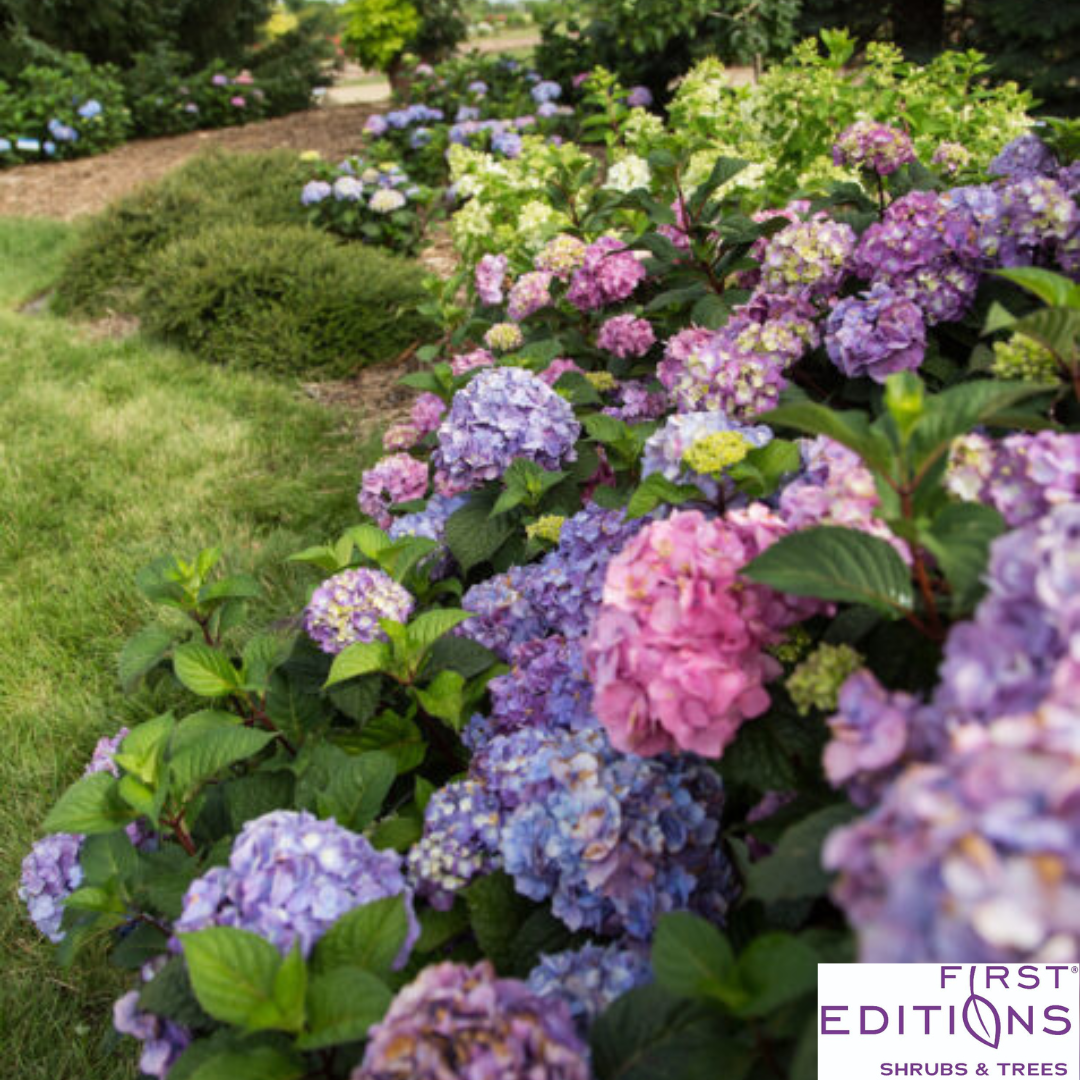 BloomStruck Reblooming Bigleaf Endless Summer® Hydrangea | Hydrangea macrophylla