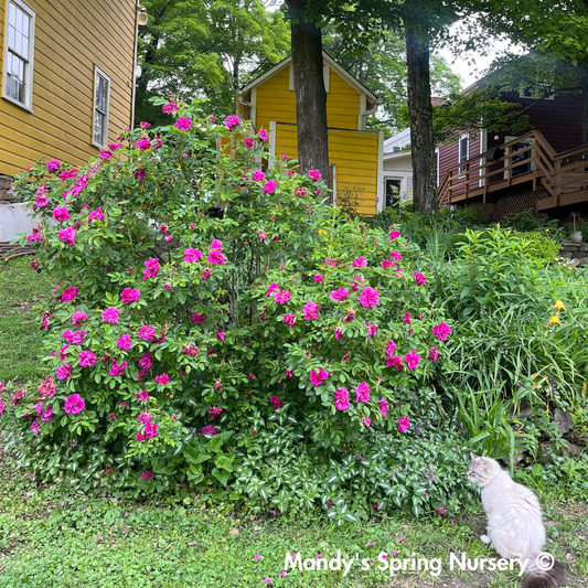 Lotty's Love Rugosa Rose | Rosa rugosa