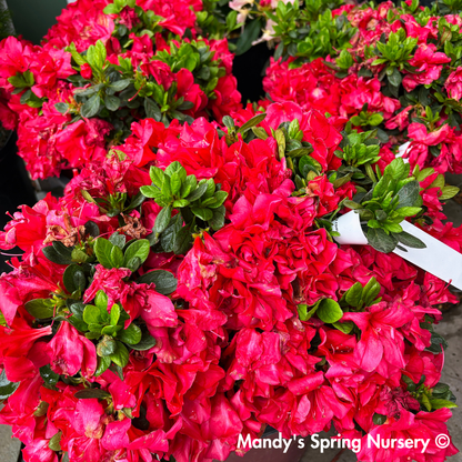 Autumn Bonfire Encore Reblooming Azalea | Rhododendron 'Conleb