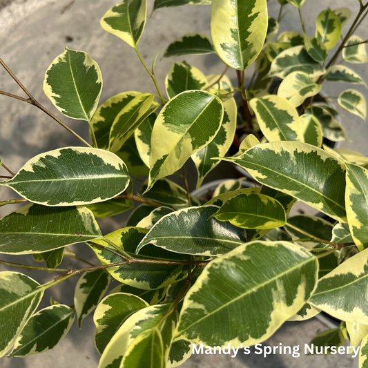Samantha Weeping Fig | Ficus benjamina 'Samantha'