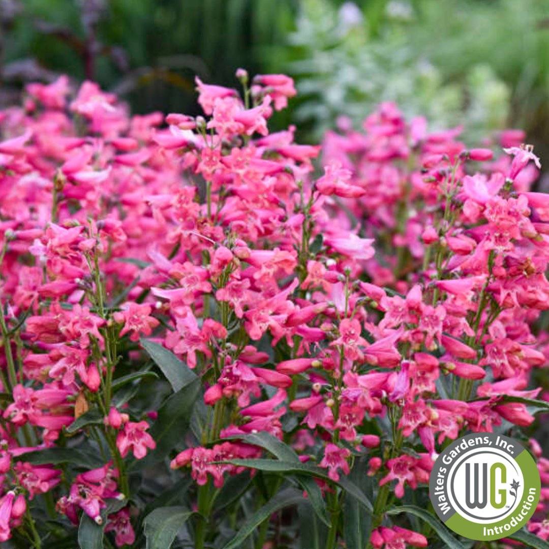 Bejeweled® 'Pink Pearls' | Penstemon barbatus