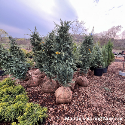 'Moonglow' Juniper | Juniperus scopulorum 'Moonglow'
