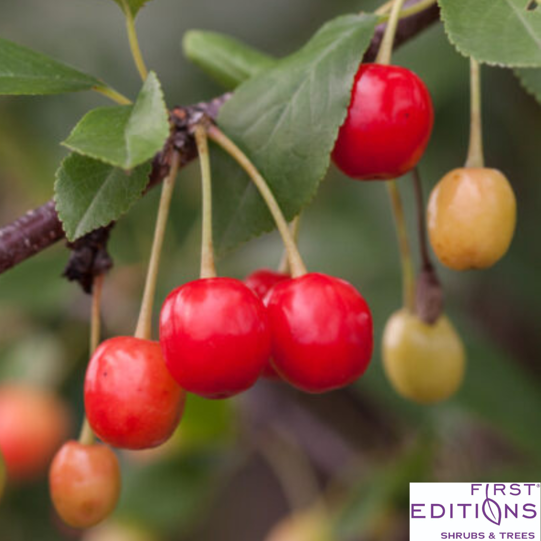 'Sweet Cherry Pie' Cherry Tree | Prunus cerasus 'Eubank'