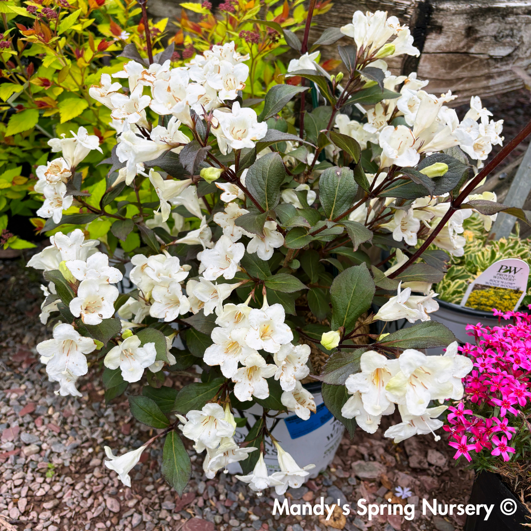 'Wine & Spirits' Weigela
