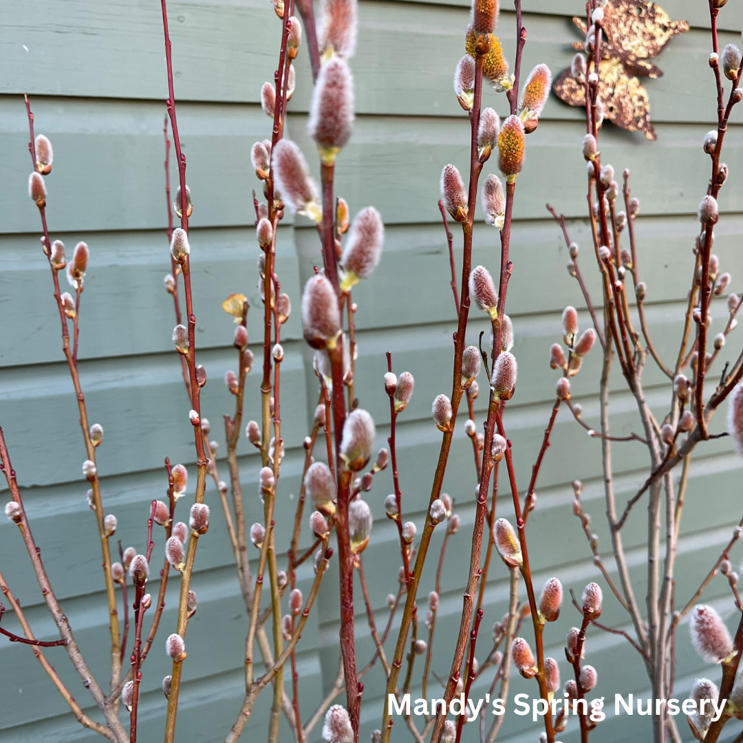 Pussy Willow | Salix discolor