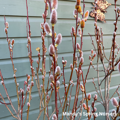 Pussy Willow | Salix discolor