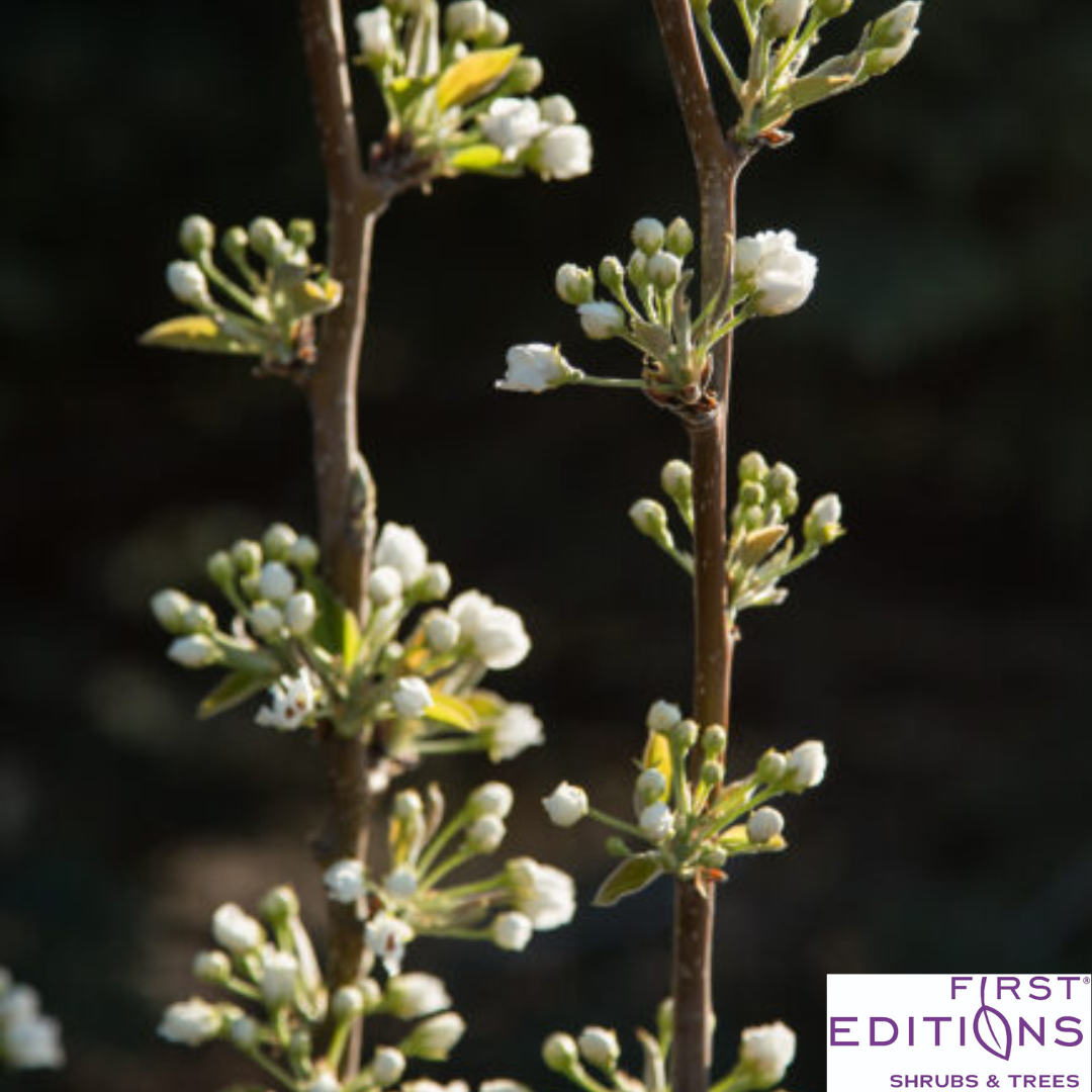 Tawara Asian Pear | Pyrus