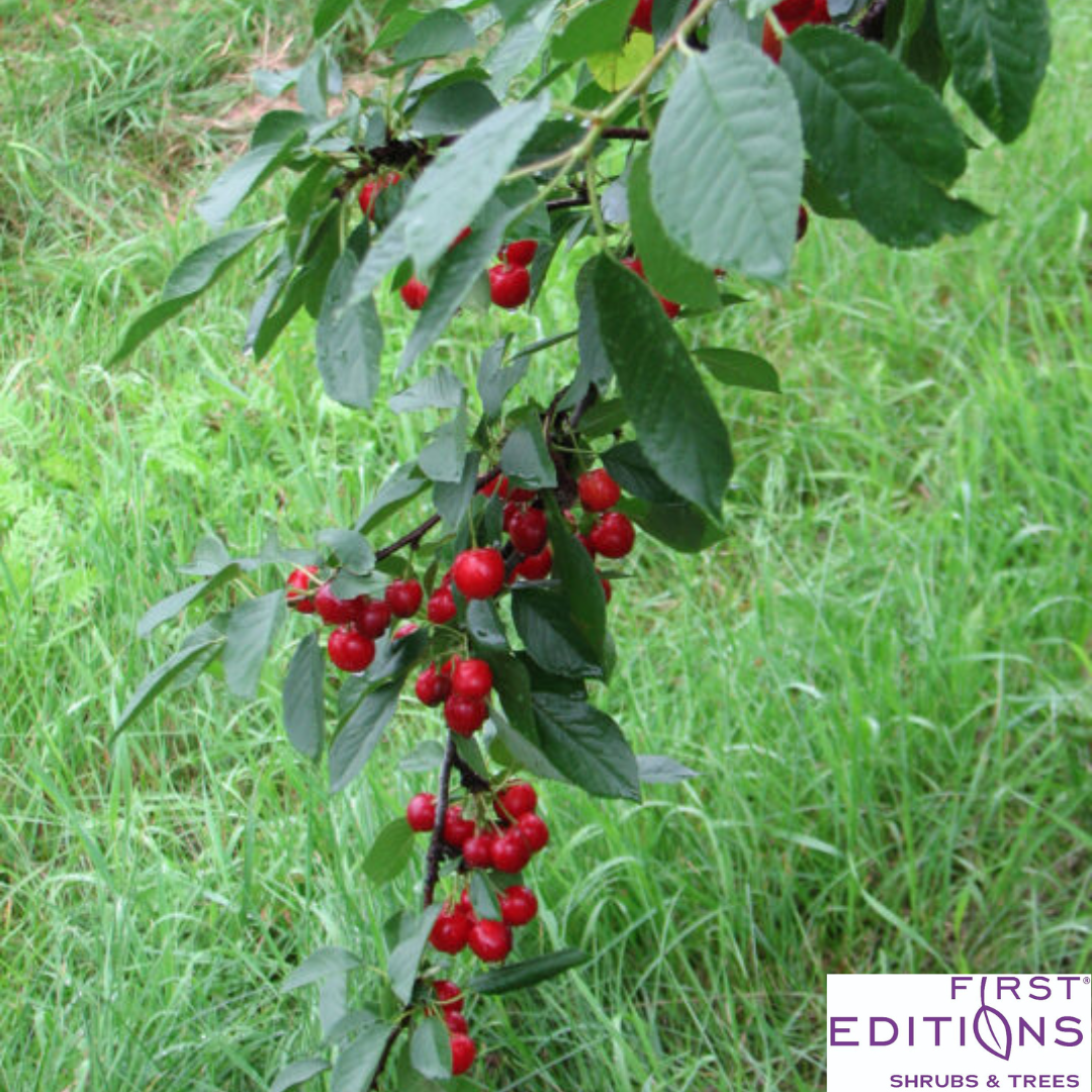 'Sweet Cherry Pie' Cherry Tree | Prunus cerasus 'Eubank'