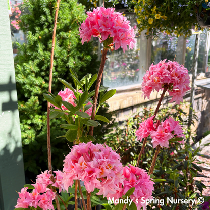 Electric Lights™ Double Pink Azalea | Rhododendron 'UMNAZ 493'