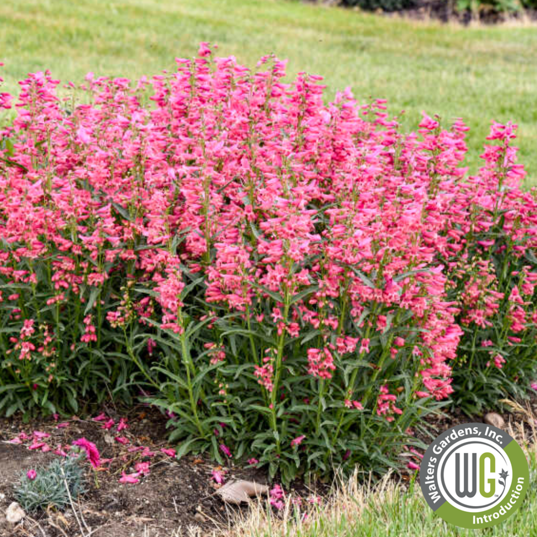 Bejeweled® 'Pink Pearls' | Penstemon barbatus