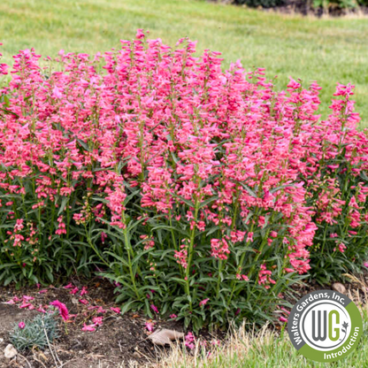 Bejeweled® 'Pink Pearls' | Penstemon barbatus
