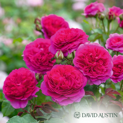 Gabriel Oak Rose | Rosa