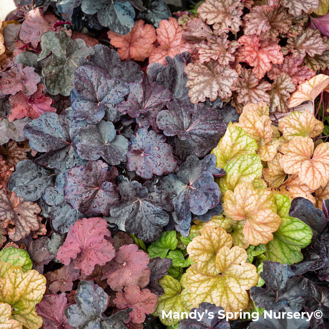 'Peachberry Ice' Coral Bells | Heuchera primo
