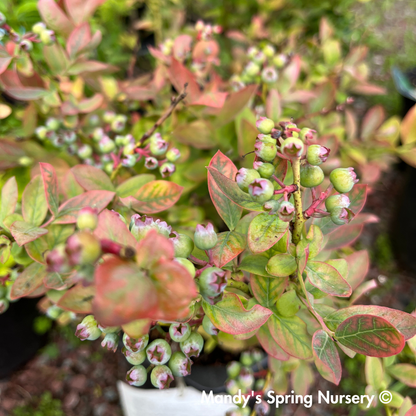 'Peach Sorbet' Blueberry | Vaccinium x Peach Sorbet