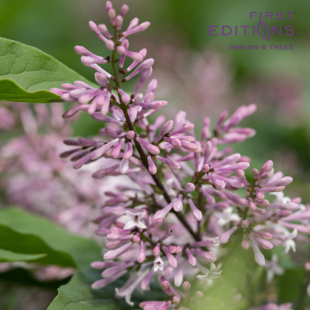 Little Lady Lilac | Syringa x 'Jeflady'