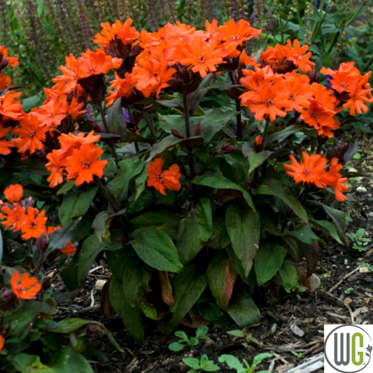 'Orange Gnome' Catchfly | Lychnis arkwrightii