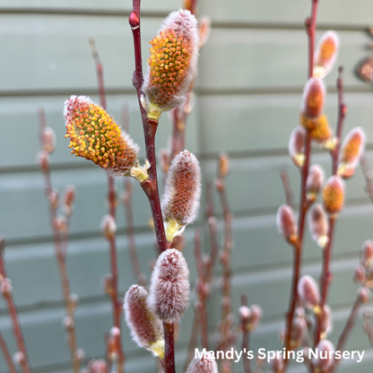 Pussy Willow | Salix discolor