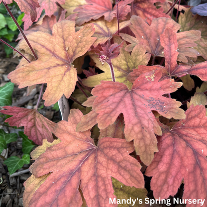 'Sweet Tea' Foamy Bells | Heucherella 'Sweet Tea'